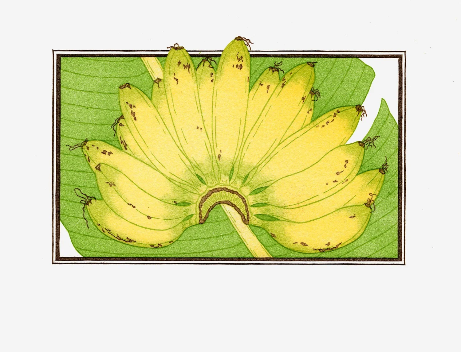 Fruit Prints — Patricia Curtan